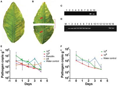 Defeating Huanglongbing Pathogen Candidatus Liberibacter asiaticus With Indigenous Citrus Endophyte Bacillus subtilis L1-21